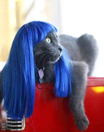 1189-kitty-wig.jpg